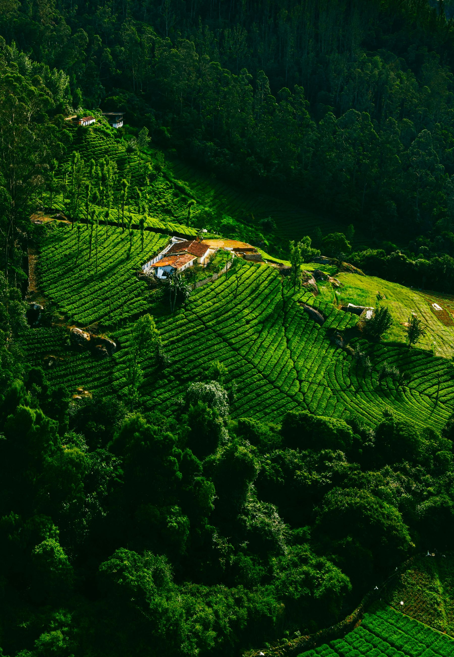 Ooty
